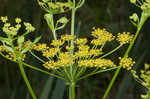 Wild parsnip